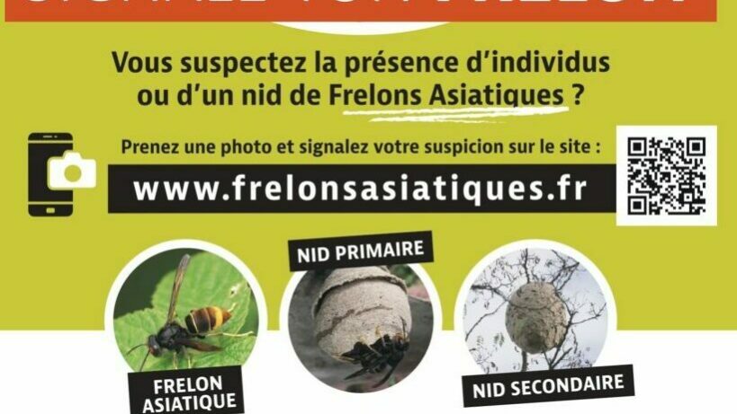 Frelons asiatiques_page-0001