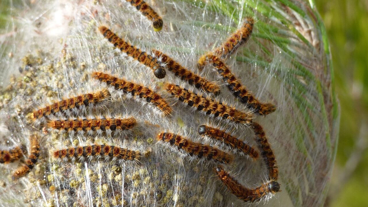 chenille-processionnaire-du-pin